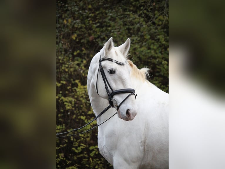 Lipizzaner Wallach 8 Jahre 158 cm Schimmel in Herborn