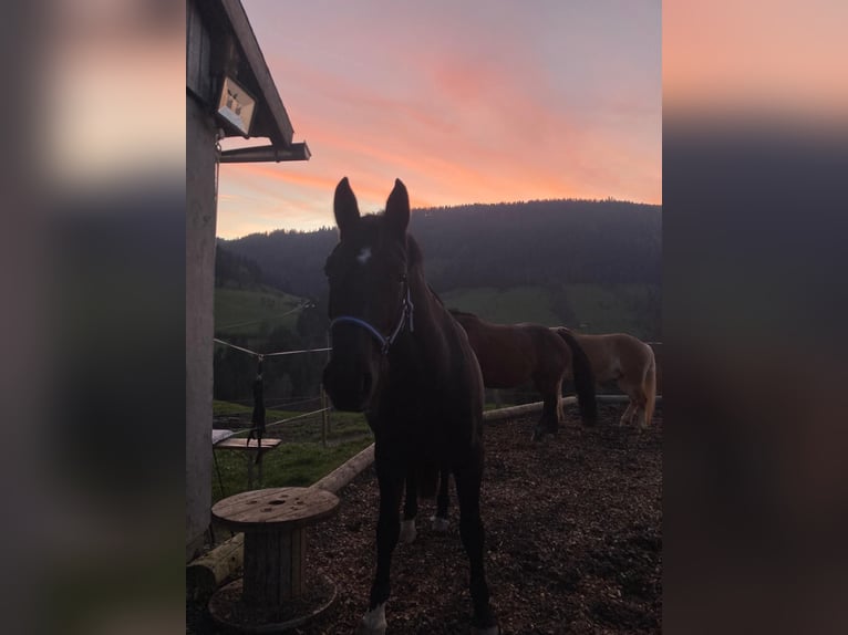 Lipizzaner Wallach 8 Jahre 160 cm Rappe in Krispl