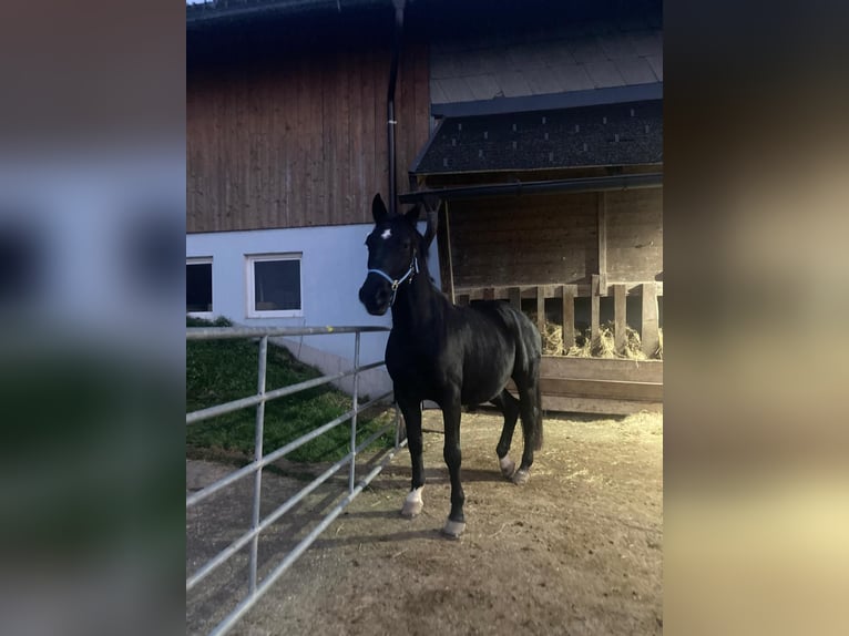 Lipizzaner Wallach 8 Jahre 160 cm Rappe in Krispl