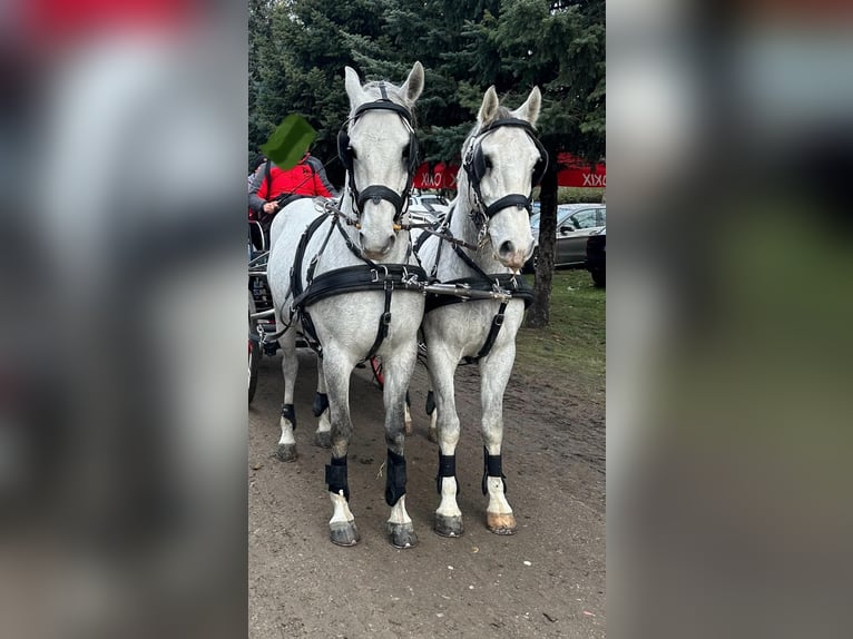 Lipizzaner Wallach 8 Jahre 160 cm Schimmel in Tass