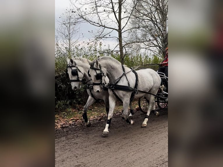 Lipizzaner Wallach 8 Jahre 160 cm Schimmel in Tass