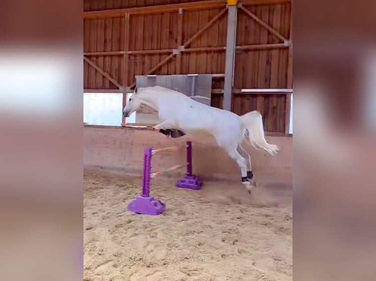 Lipizzaner Wallach 8 Jahre 160 cm Schimmel in Basel