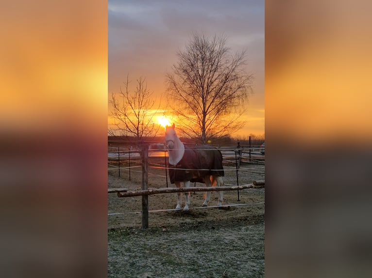 Lipizzaner Wallach 8 Jahre 161 cm Schimmel in Gallbrunn