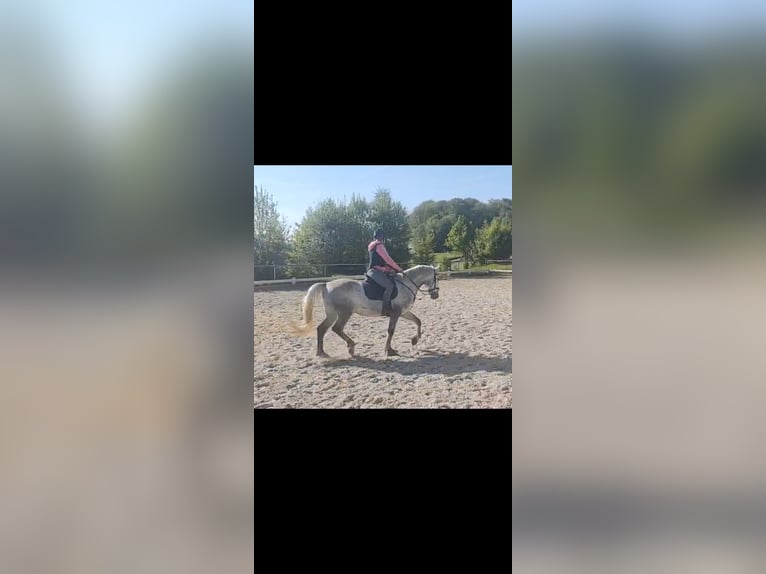 Lipizzaner Wallach 8 Jahre 161 cm Schimmel in Nachrodt-Wiblingwerde