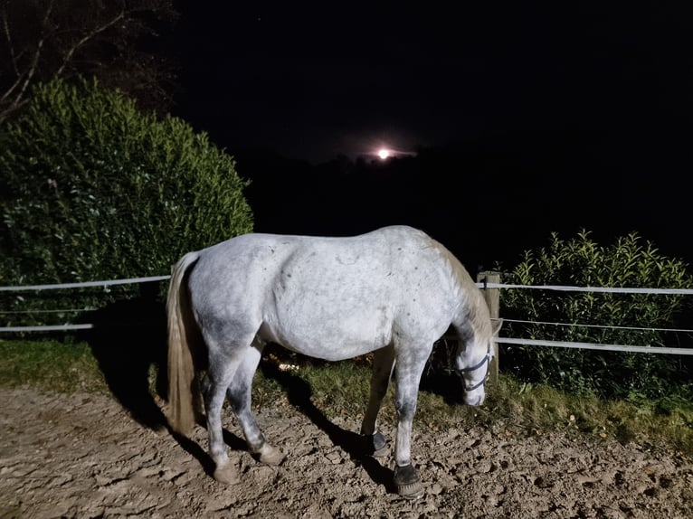 Lipizzaner Wallach 8 Jahre 161 cm Schimmel in Nachrodt-Wiblingwerde