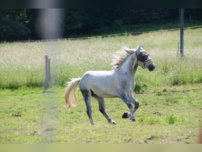 Lipizzaner Wallach 8 Jahre 161 cm Schimmel in Nachrodt-Wiblingwerde
