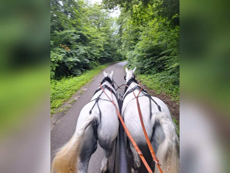 Lipizzaner Wallach 8 Jahre 161 cm Schimmel in Balingen