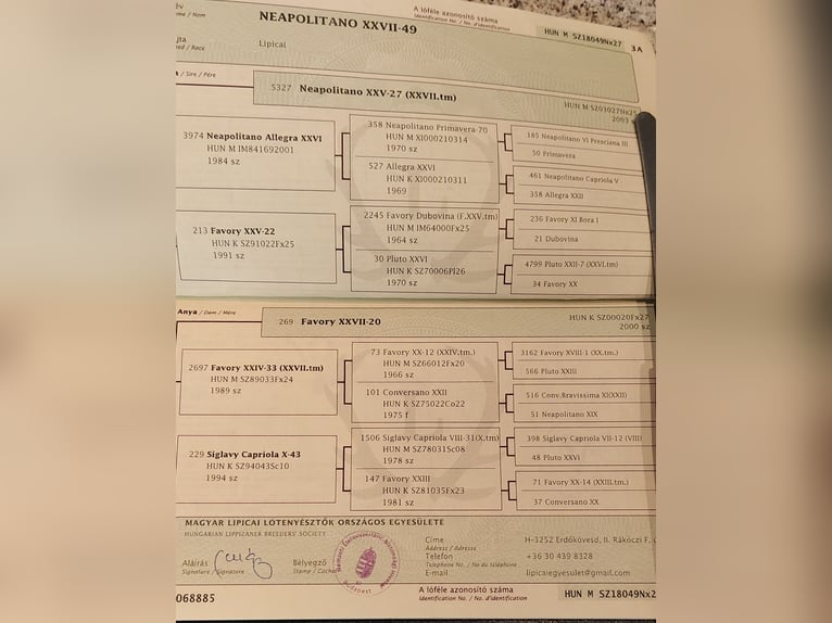 Lipizzaner Wallach 8 Jahre 165 cm Fliegenschimmel in Lembach