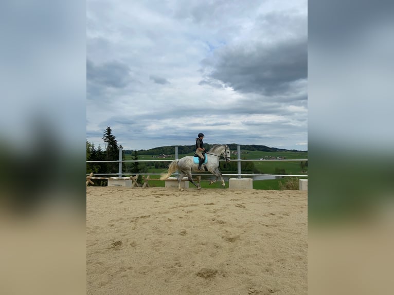 Lipizzaner Wallach 8 Jahre 170 cm Apfelschimmel in Mattsee