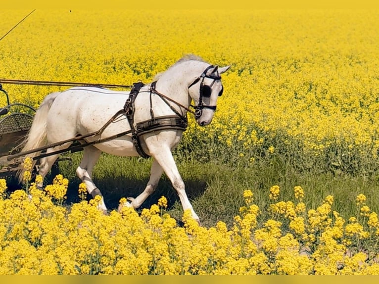 Lipizzaner Wallach 8 Jahre 170 cm Schimmel in Taszár