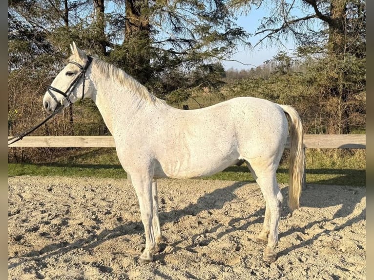 Lipizzaner Wallach 9 Jahre 147 cm Schimmel in S&#xFC;derl&#xFC;gum