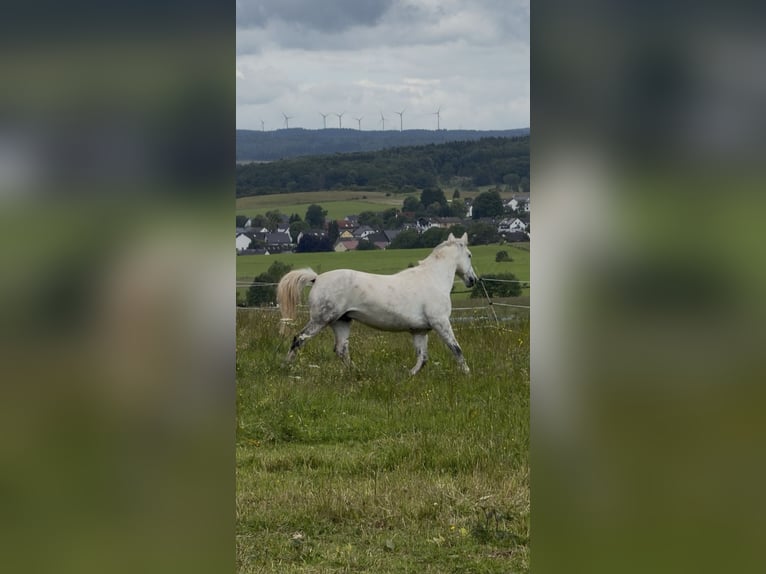 Lipizzaner Mix Wallach 9 Jahre 148 cm Apfelschimmel in Blankenheim