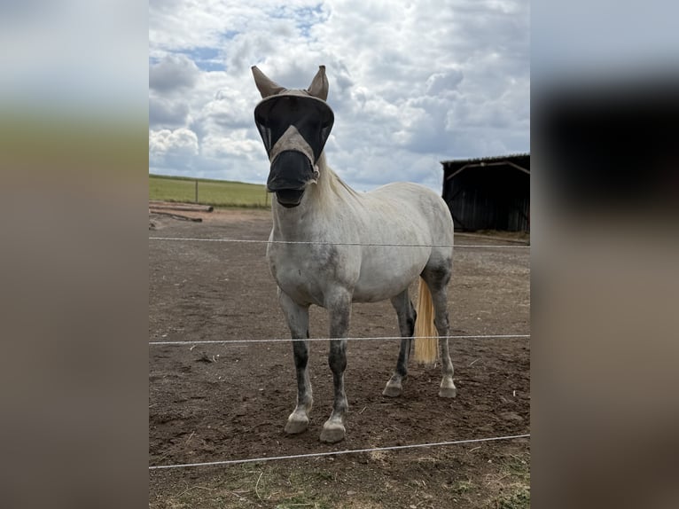 Lipizzaner Mix Wallach 9 Jahre 150 cm Apfelschimmel in Blankenheim