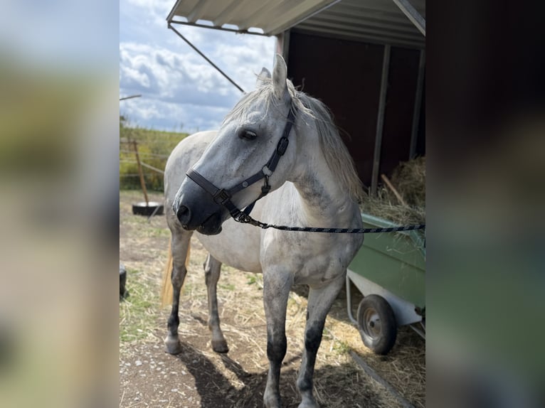 Lipizzaner Mix Wallach 9 Jahre 150 cm Apfelschimmel in Blankenheim