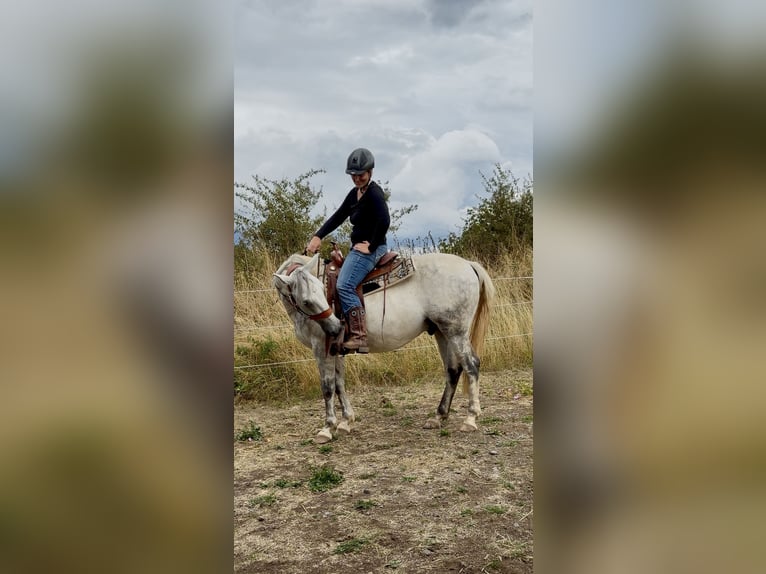 Lipizzaner Mix Wallach 9 Jahre 150 cm Apfelschimmel in Blankenheim