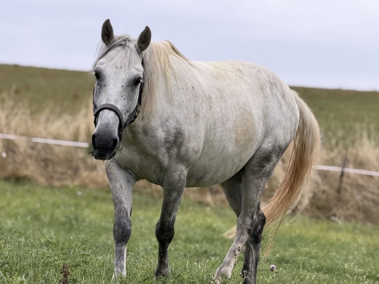 Lipizzaner Mix Wallach 9 Jahre 150 cm Apfelschimmel in Blankenheim