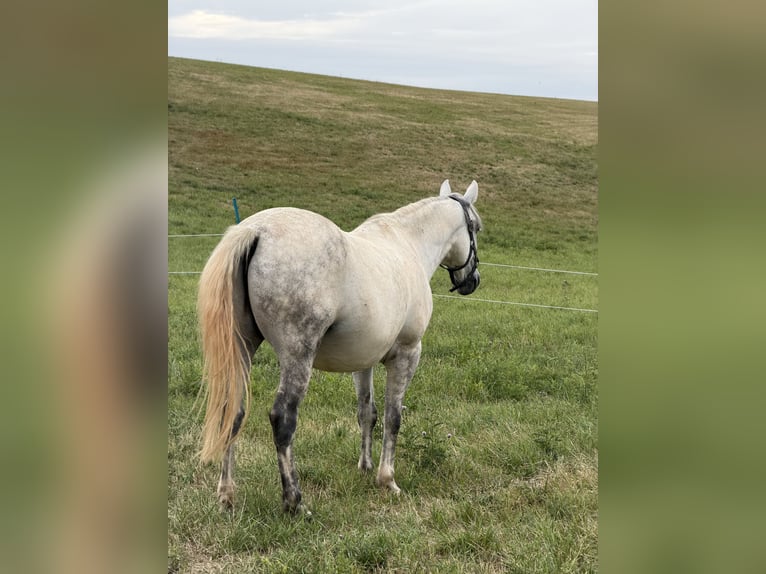 Lipizzaner Mix Wallach 9 Jahre 150 cm Apfelschimmel in Blankenheim