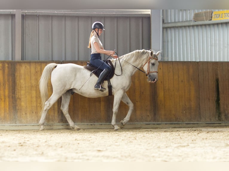 Lipizzaner Mix Wallach 9 Jahre 152 cm Schimmel in Wenzendorf