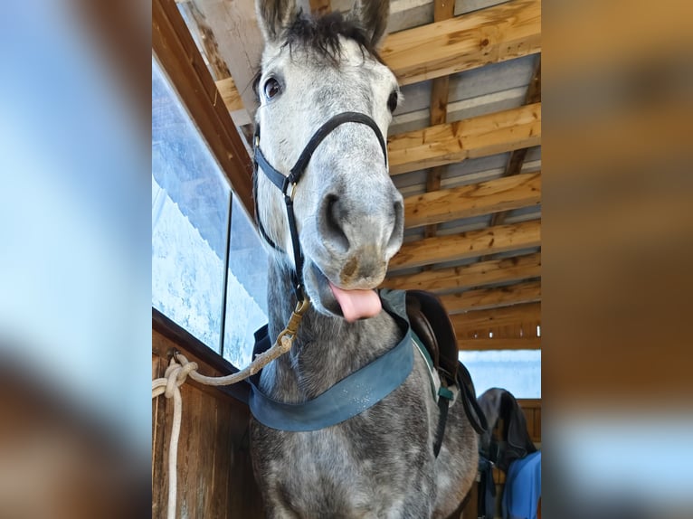 Lipizzaner Mix Wallach 9 Jahre 155 cm Apfelschimmel in Irdning