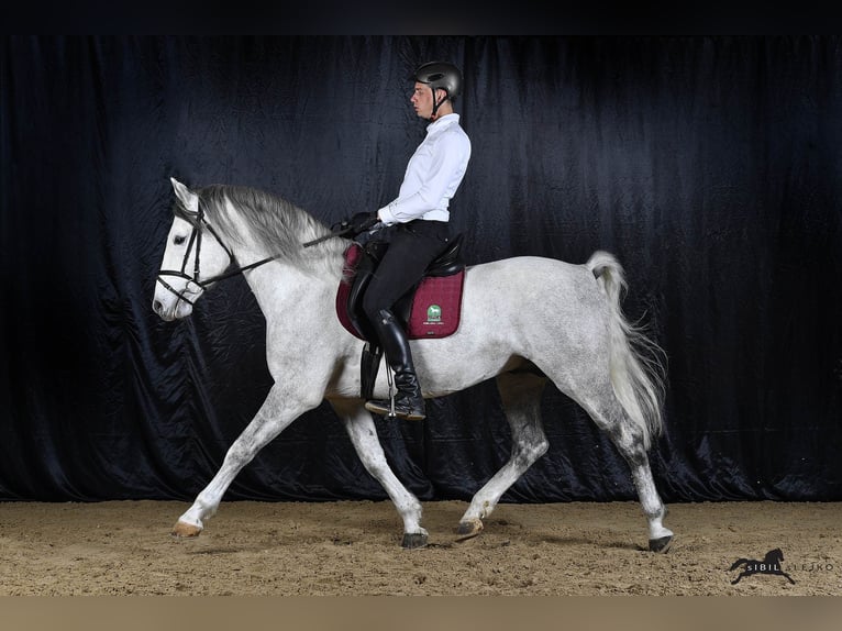 Lipizzaner Wallach 9 Jahre 157 cm Schimmel in Se&#x17E;ana, KOBILARNA LIPICA, Lipica 5