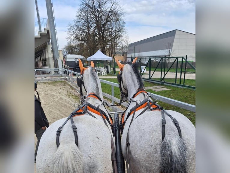 Lipizzaner Wallach 9 Jahre 157 cm White in Tass