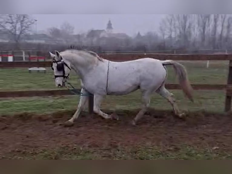 Lipizzaner Wallach 9 Jahre 157 cm White in Tass