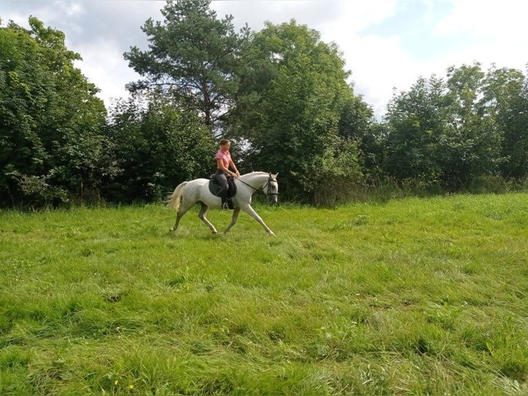 Lipizzaner Wallach 9 Jahre 158 cm Schimmel in Gorlitz
