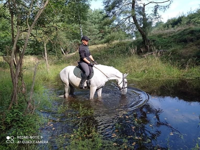 Lipizzaner Wallach 9 Jahre 158 cm Schimmel in Gorlitz