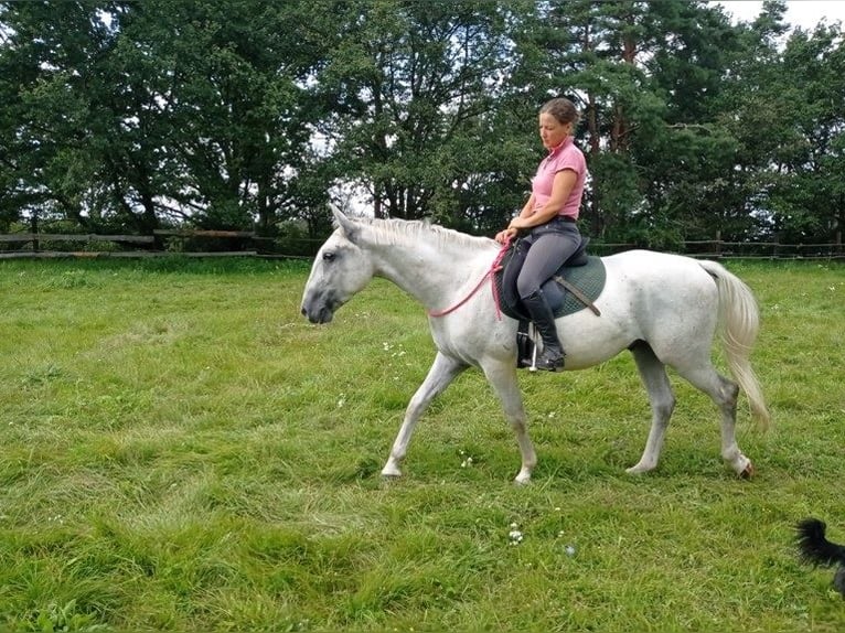 Lipizzaner Wallach 9 Jahre 158 cm Schimmel in Görlitz