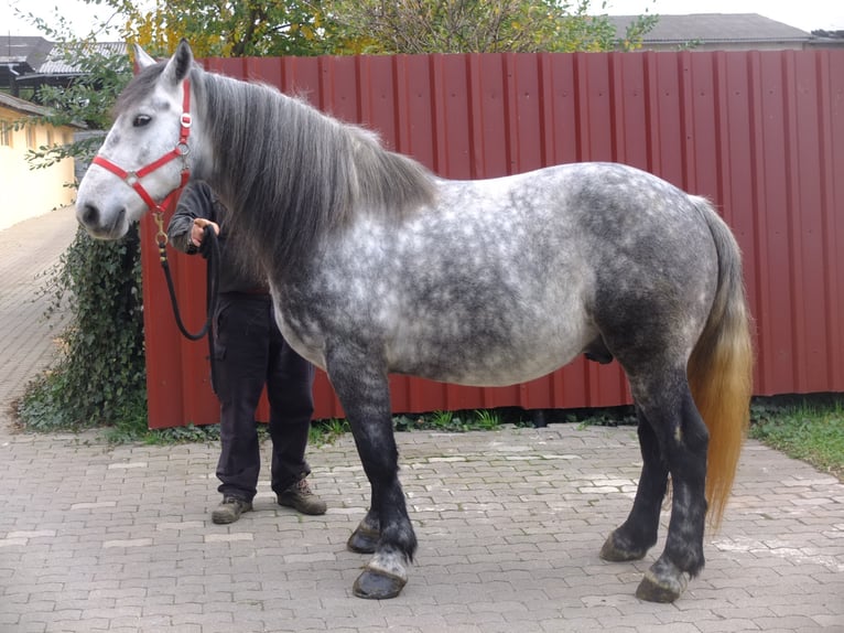 Lipizzaner Mix Wallach 9 Jahre 160 cm Apfelschimmel in Buttstädt