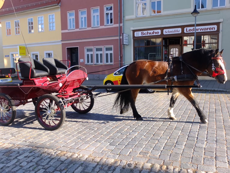 Lipizzaner Mix Wallach 9 Jahre 160 cm Apfelschimmel in Buttstädt