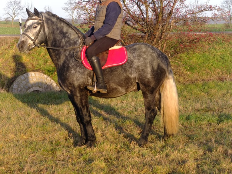 Lipizzaner Mix Wallach 9 Jahre 160 cm Apfelschimmel in Buttstädt