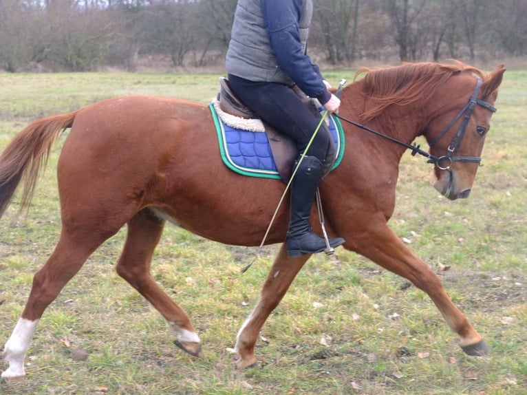 Lipizzaner Mix Wallach 9 Jahre 160 cm Apfelschimmel in Buttstädt