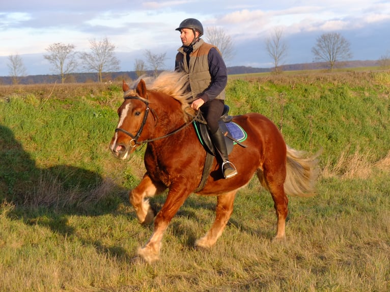 Lipizzaner Mix Wallach 9 Jahre 160 cm Apfelschimmel in Buttstädt