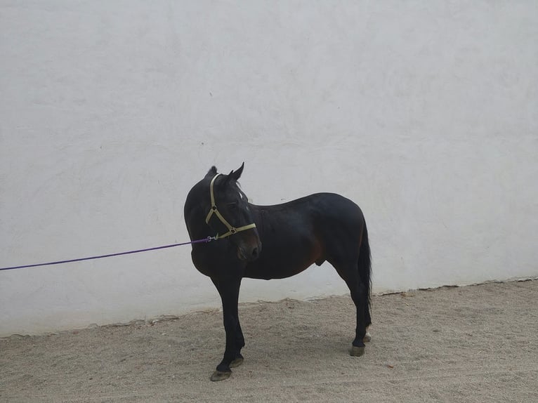 Lipizzaner Wallach 9 Jahre 163 cm Rappe in Guntersdorf