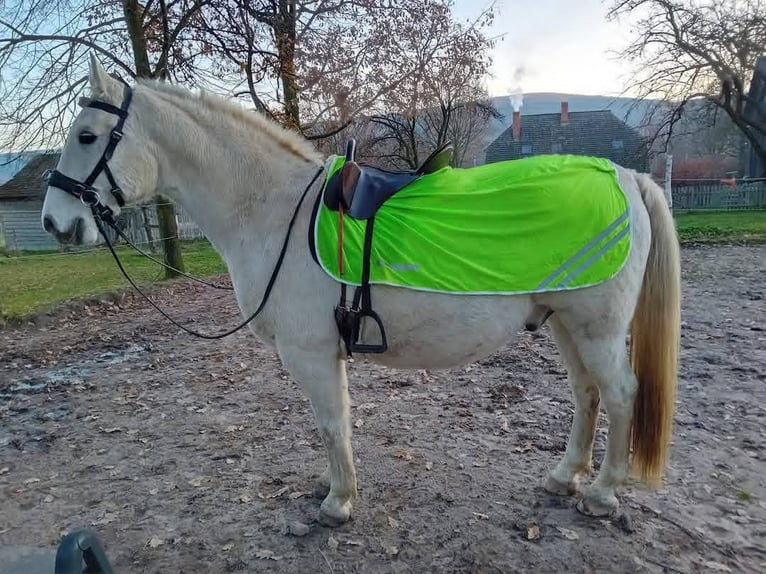 Lipizzano Castrone 10 Anni 152 cm Grigio in Belfast