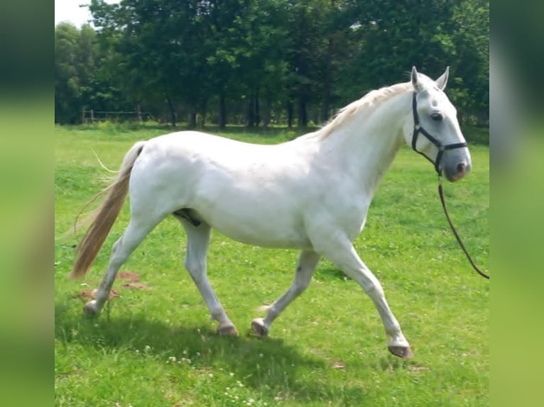 Lipizzano Castrone 10 Anni 152 cm Grigio in Belfast