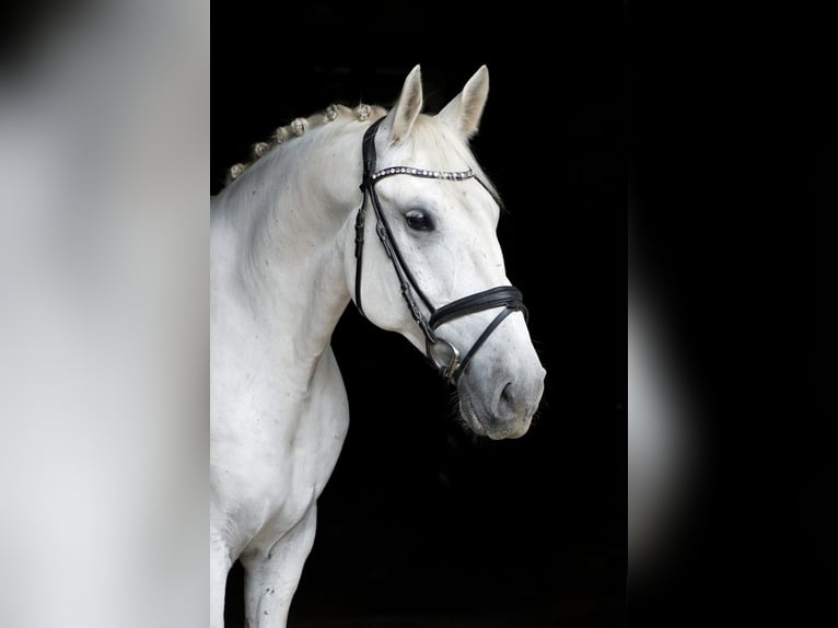 Lipizzano Castrone 10 Anni 155 cm Grigio in Schotten
