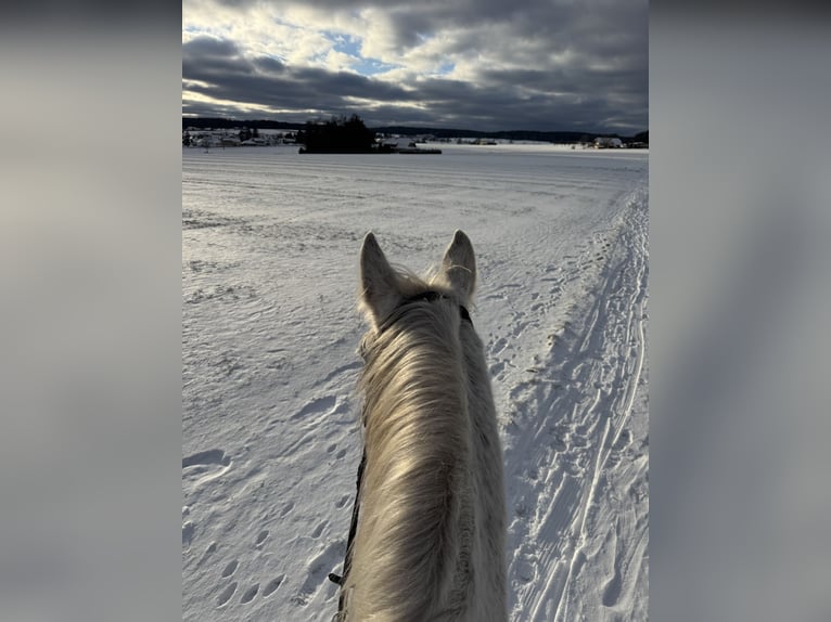 Lipizzano Castrone 10 Anni 163 cm Grigio trotinato in Dunningen