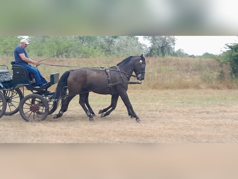 Lipizzano Castrone 10 Anni 165 cm Morello in Sarbogard