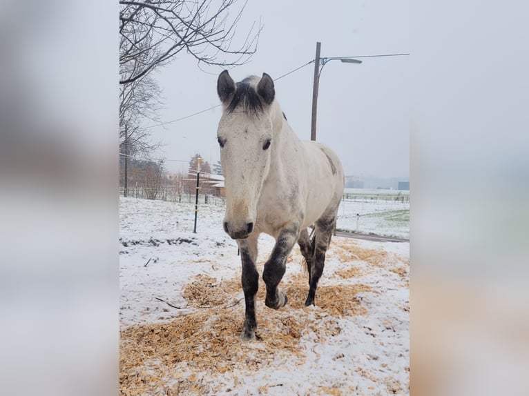 Lipizzano Mix Castrone 11 Anni 155 cm Grigio in Linz