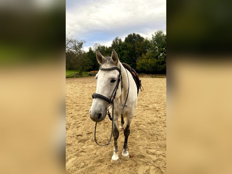 Lipizzano Mix Castrone 11 Anni 155 cm Grigio in Linz