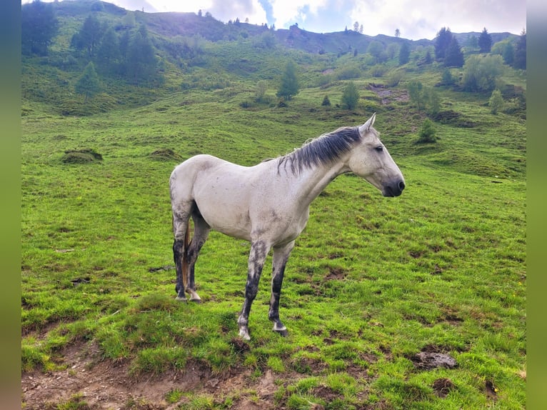 Lipizzano Mix Castrone 11 Anni 155 cm Grigio in Linz