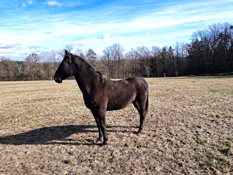 Lipizzano Mix Castrone 11 Anni 160 cm Baio nero in Rieden