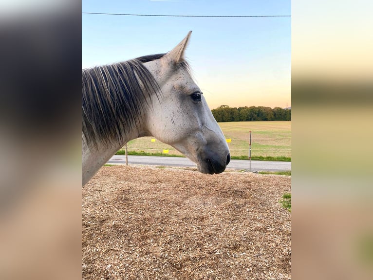 Lipizzano Mix Castrone 12 Anni 155 cm Grigio in Linz