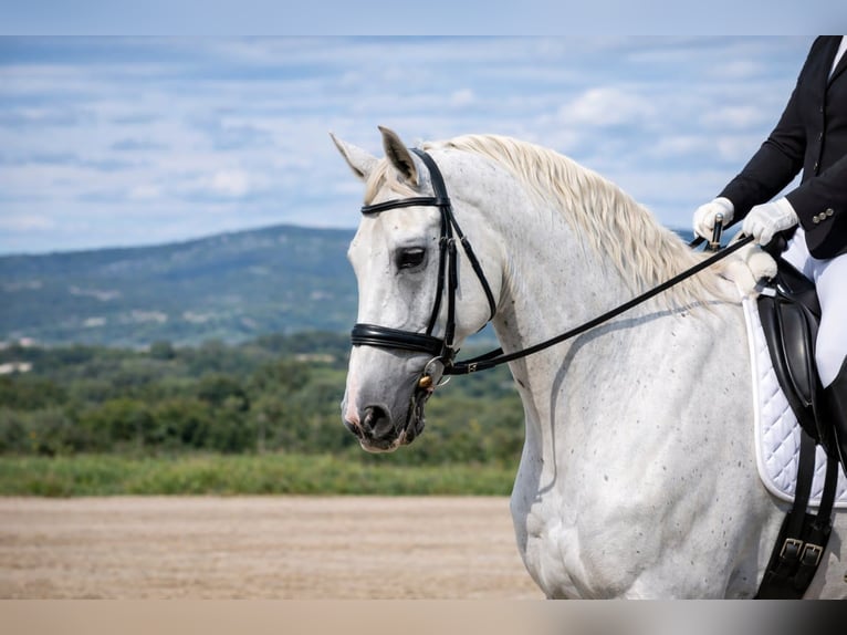 Lipizzano Castrone 12 Anni 160 cm Bianco in La Roque d'Anthéron