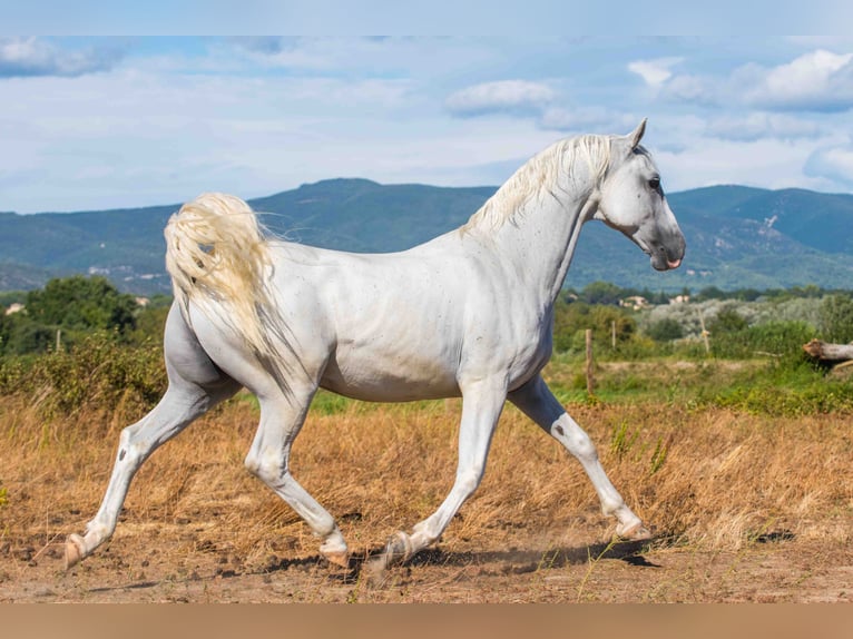 Lipizzano Castrone 12 Anni 160 cm Bianco in La Roque d'Anthéron