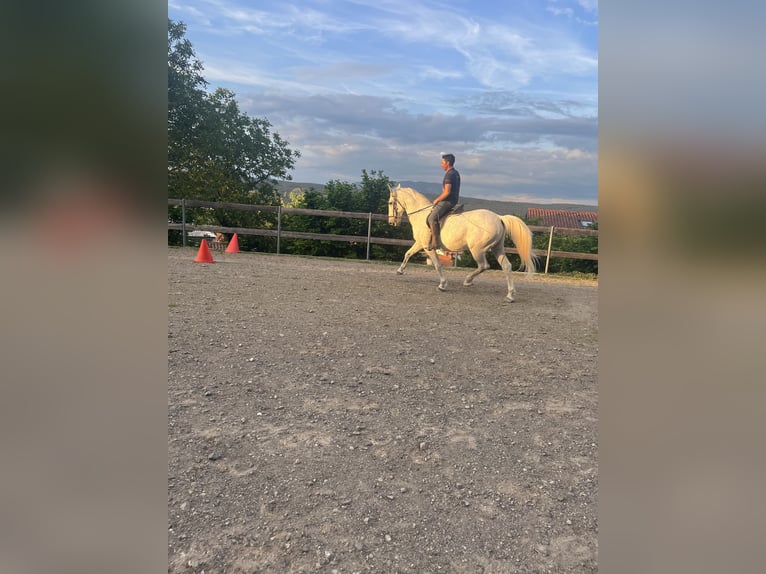 Lipizzano Castrone 12 Anni 160 cm Grigio in Sezana
