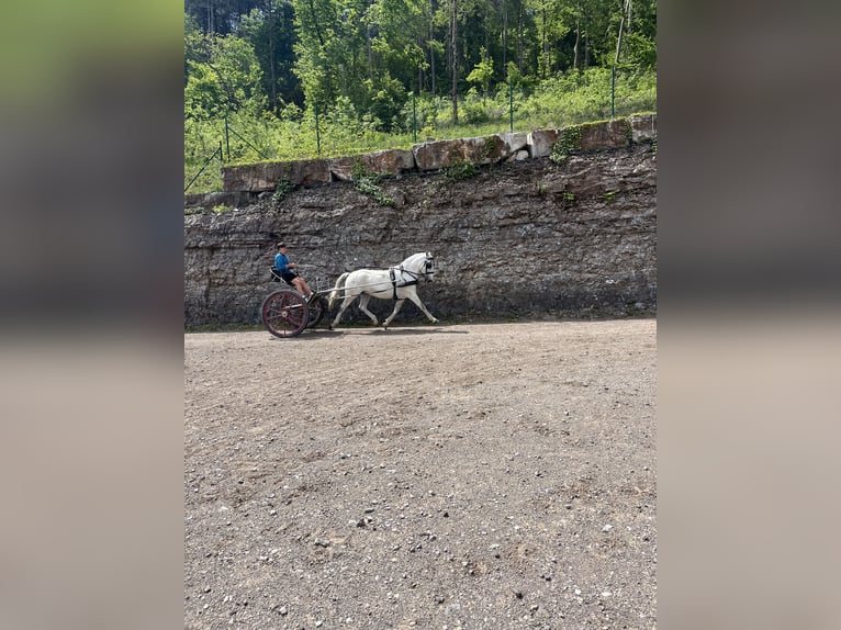 Lipizzano Castrone 12 Anni 160 cm Grigio in Sezana