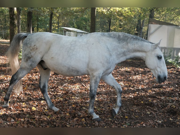 Lipizzano Castrone 12 Anni 160 cm Grigio in Baillet en France